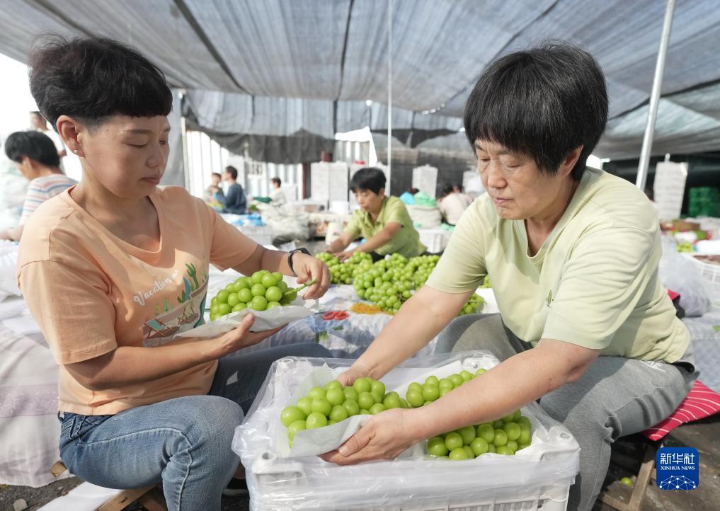 凤凰网电脑版登录